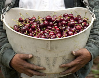 A bucket of cherries.