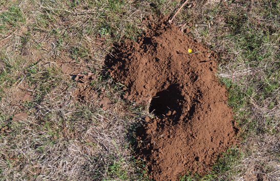 A gopher hole