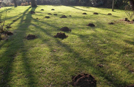 A cluster of mole mounds