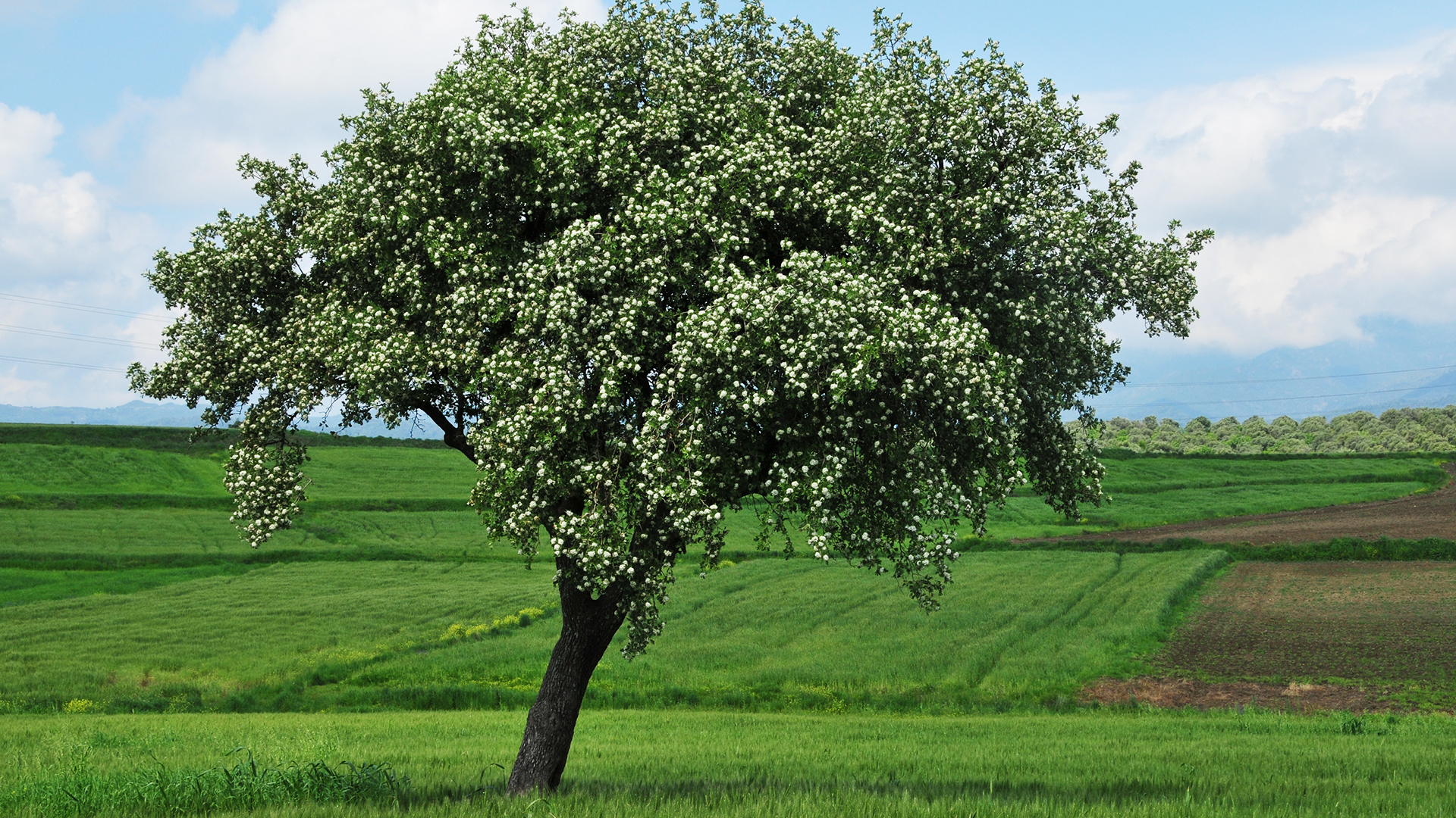 Tree in a farm