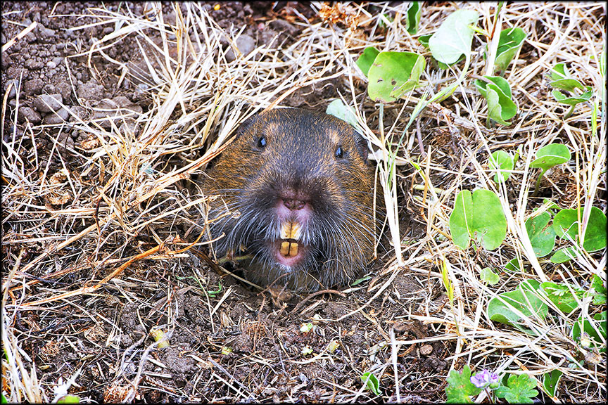A gopher sticks its yellow teeth out of the ground.